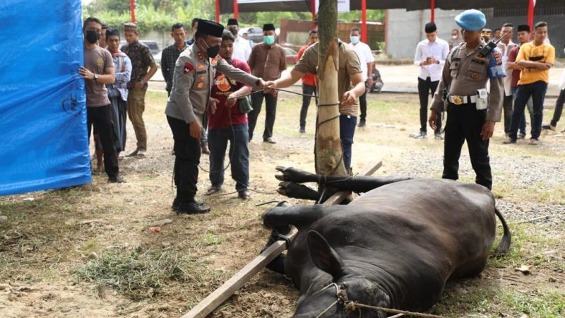 Usai Sholat Idul Adha 1443 H, Kapolda Sumut Saksikan Penyembelihan Hewan Kurban