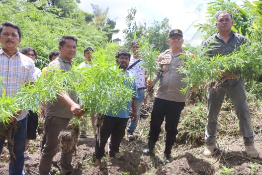Polres Tanah Karo Ungkap Ladang Ganja di Desa Cinta Rakyat, 33 Batang Tanaman Disita