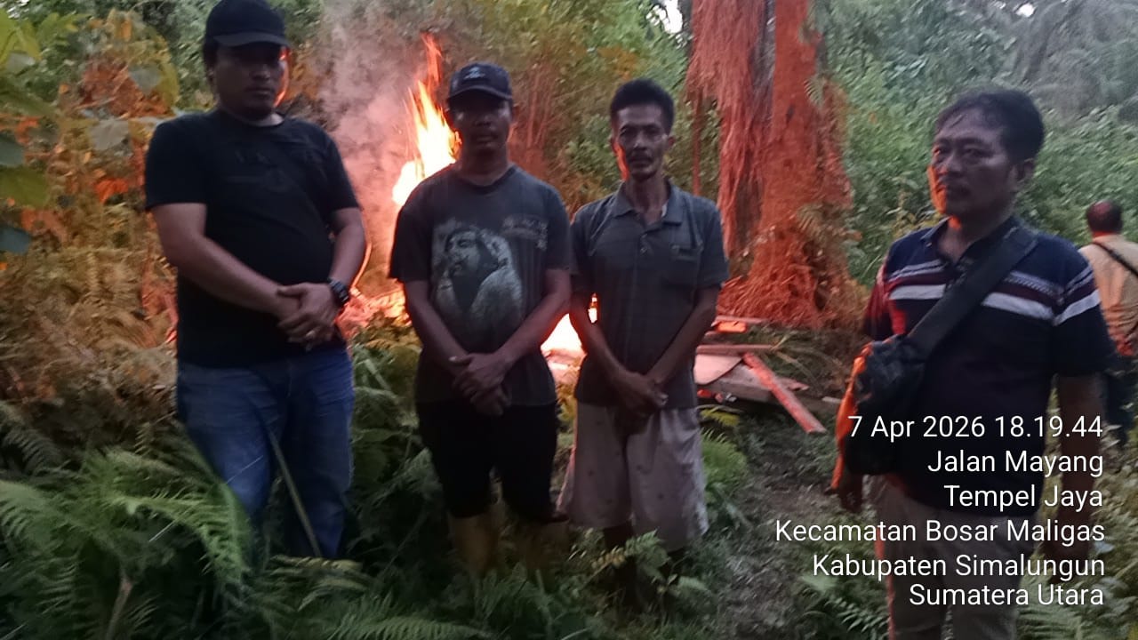 Polsek Bosar Maligas Nyatakan Perang Narkoba: Lapak Haram Di Perladangan Nagori Boluk Digerebek Dan Dibakar Rata Dengan Tanah