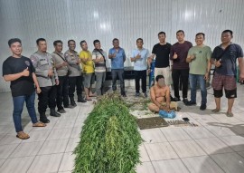 Tanam Ganja di Balik Tembok, Pria di Tanjung Morawa Diciduk Polisi! 40 Batang Setinggi 2 Meter Disita
