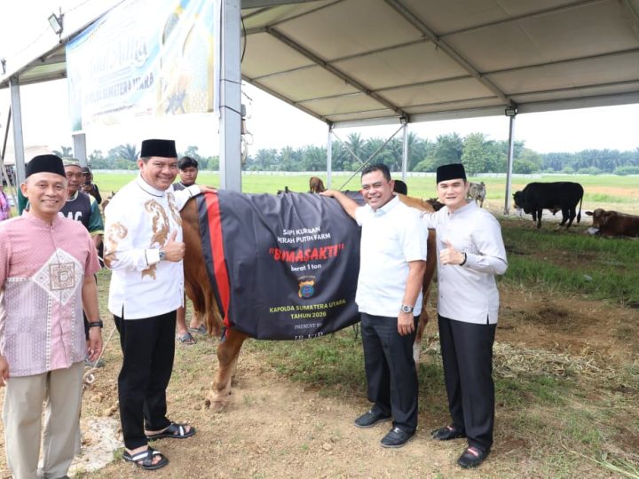 Polda Sumut Sembelih 31 Ekor Sapi di Hari Raya Idul Adha & Dibagikan dalam 4.976 Paket, Sapi Kurban Kapolda Berbobot 1 Ton