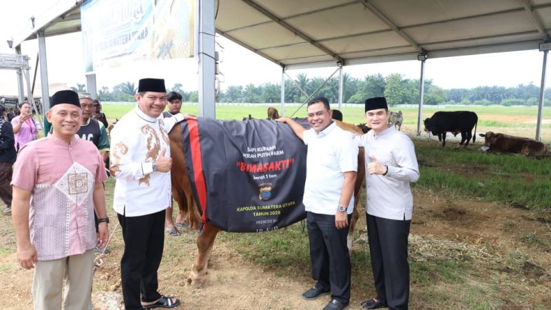 Polda Sumut Sembelih 31 Ekor Sapi di Hari Raya Idul Adha & Dibagikan dalam 4.976 Paket, Sapi Kurban Kapolda Berbobot 1 Ton