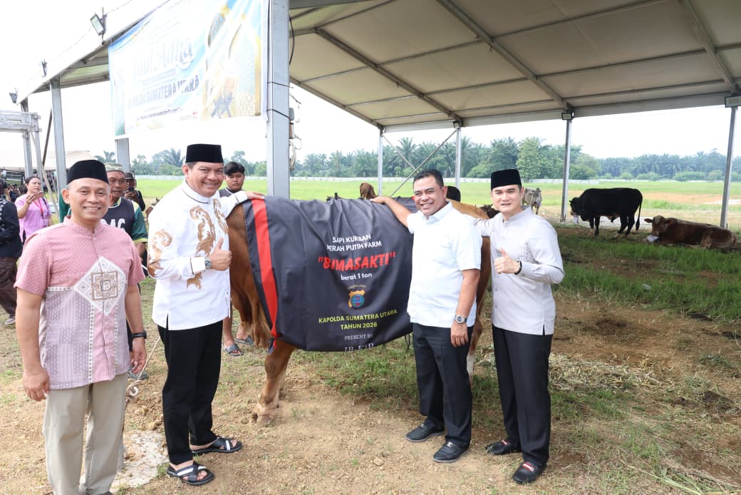 Polda Sumut Sembelih 31 Ekor Sapi di Hari Raya Idul Adha & Dibagikan dalam 4.976 Paket, Sapi Kurban Kapolda Berbobot 1 Ton