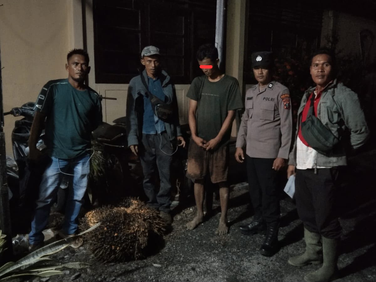 Diduga Curi Empat Tandan Sawit Milik Perusahaan, Seorang Pemuda Diamankan di Pinangsori