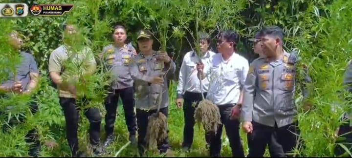 Barak Narkoba Kembali Digerebek, Polisi Temukan Ladang Ganja Tersembunyi di Perladangan Sukatendel