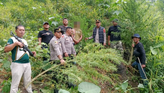 Berawal dari Informasi Warga, Polisi Langkat Ungkap 11 Batang Ganja di Perladangan