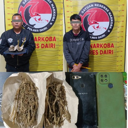 Kurir dan Pengedar Ganja di Bintang Mersada Berhasil Dibekuk Polres Dairi