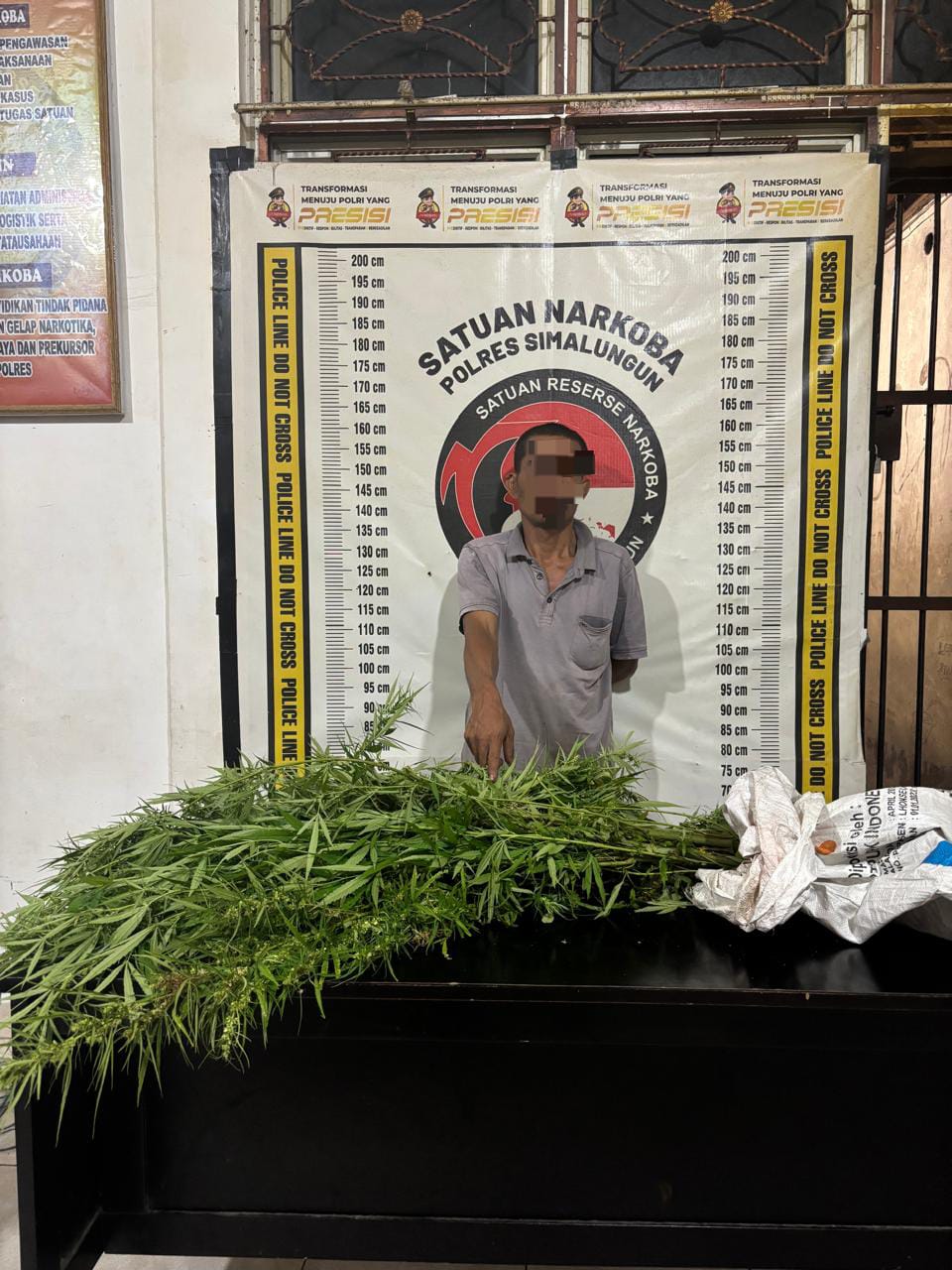Polsek Panei Tongah Ungkap Ladang Ganja, 12 Batang Diamankan